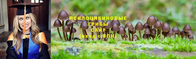 Псилоцибиновые грибы Psilocybe  купить   Гдов 